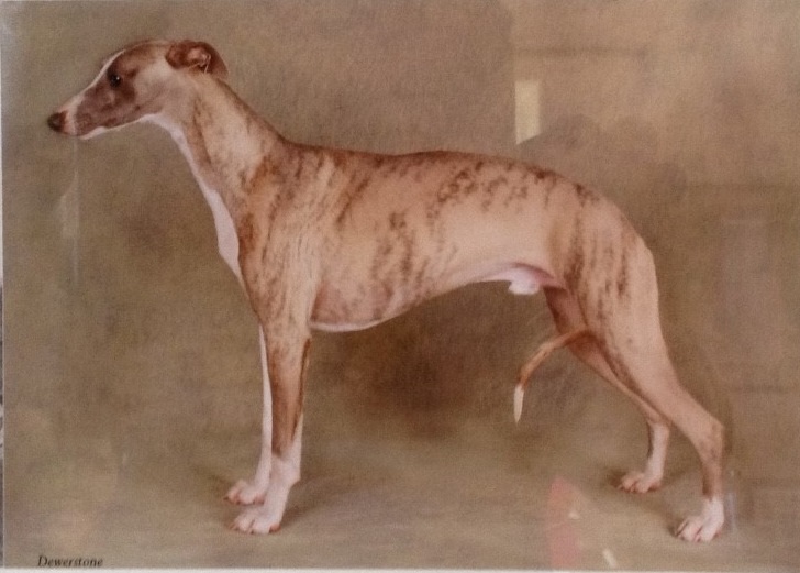 Doddridge Delft