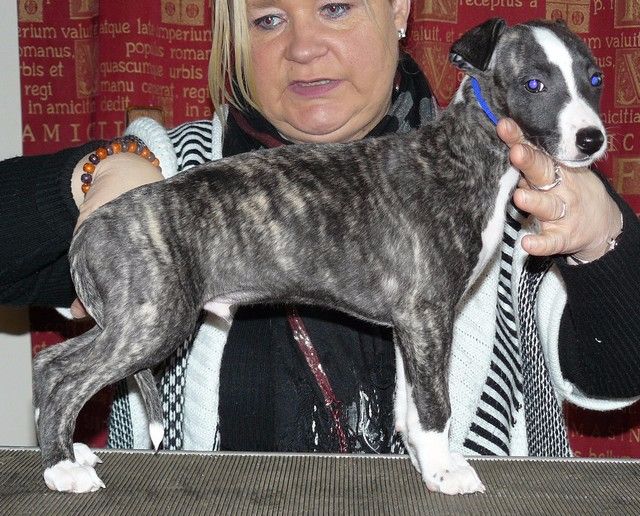 Doddridge - Whippet - Portée née le 20/12/2016